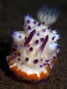 Mexichromis sp., Tulamben by Doug Anderson 